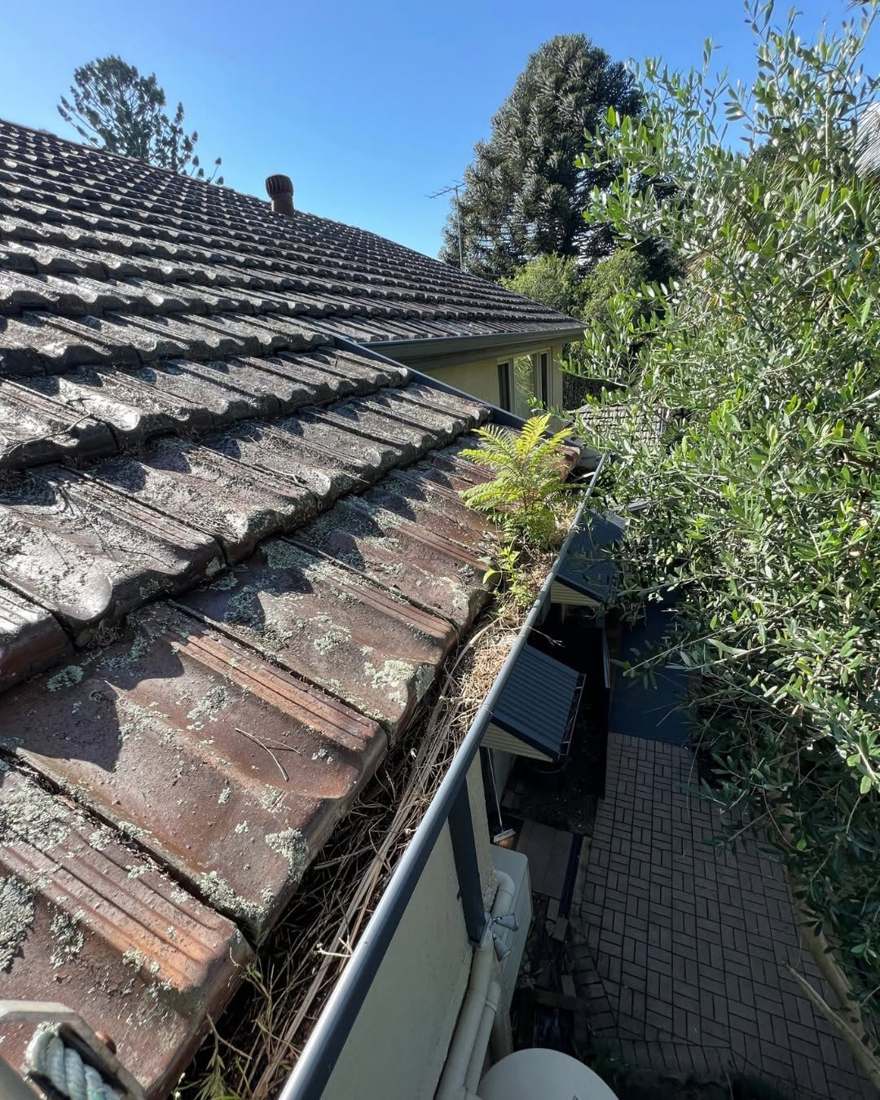 Terracotta tiled roof edge with a gutter full of leaves and plants