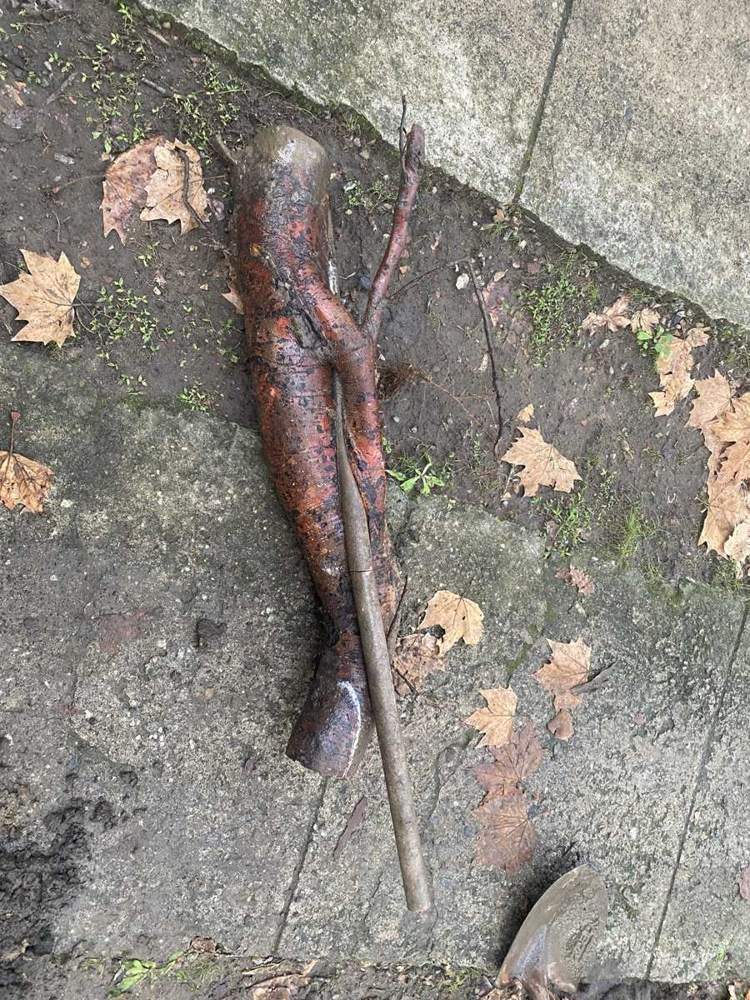 A tree root pulled out of a sewer pipe, grown into the shape of the pipe
